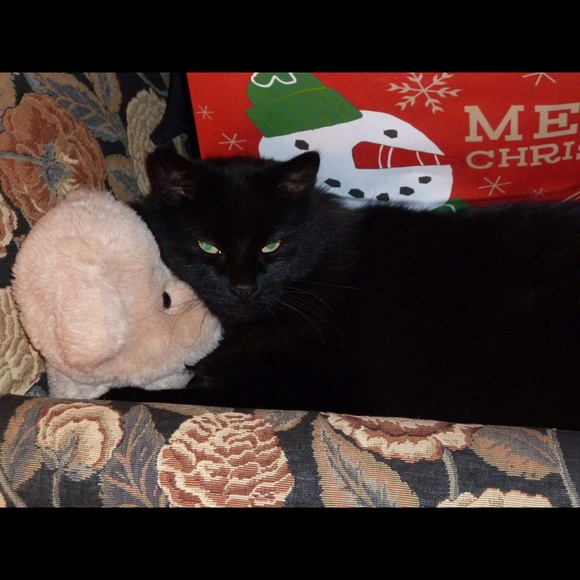 Meet your Posher, Dahnya - Picture 5 of 6